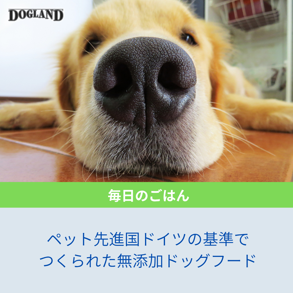 ドッグランド